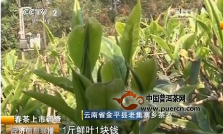 CCTV2: Начался сбор урожая весеннего чая в провинции Юньнань